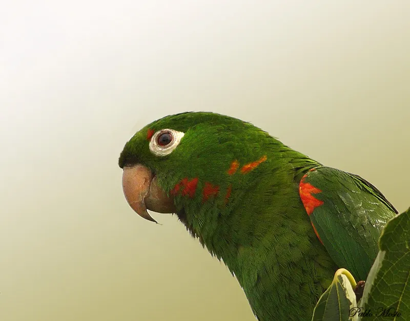Foto