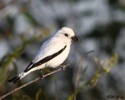 Monjita