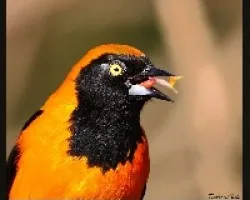 Matico