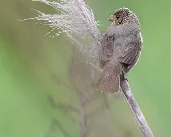 Corbatita