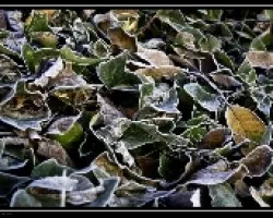 Frozen