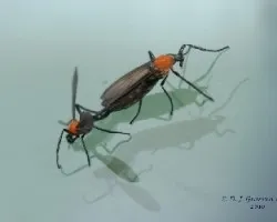 Insectos apareandose