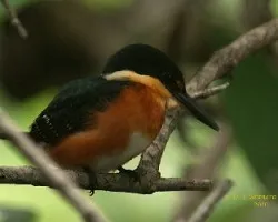 American Pygmy Kingfisher