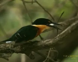 American Pygmy Kingfisher - comiendo