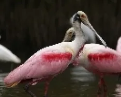 Roseate Spoonbill