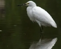 Snowy Egret