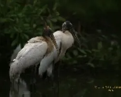 Wood Stork