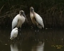 Wood Stork y Garceta Nivosa
