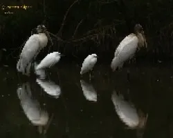 Pareja de Wood Stork y Garcetas Nivosa