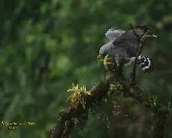 Halcon almorzando