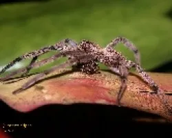Cuidando la cena