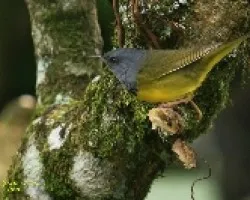 Mourning Warbler - Macho adulto