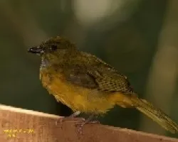 Eucometis penicillata