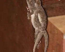 Pareja de Gecos