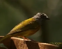 Gray-headed Tanager