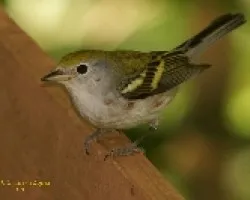 Chestnut-sided Warbler