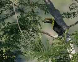 Chestnut-mandibled Toucan