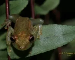 Rana 1