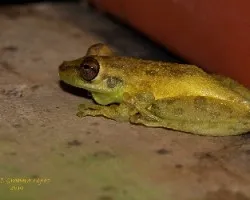Rana 2