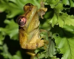 Rana 3