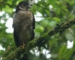 Barred Forest-Falcon
