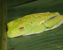 Otra mas de ranas
