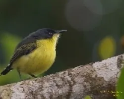 Common Tody-Flycatcher