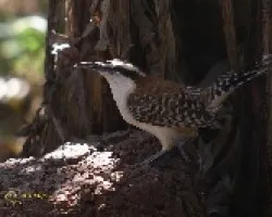 Rufous-naped Wren