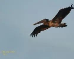 Brown Pelican