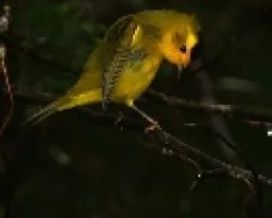 Wilson's Warbler