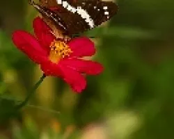 Banded Peacock