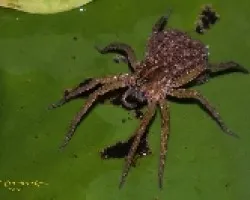 Arana