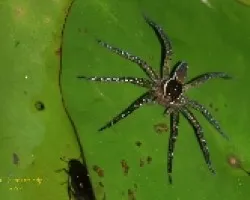 Arana