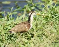 Northern Jacana