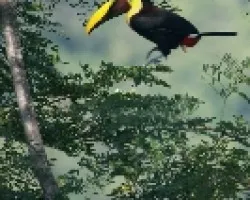 Chestnut-mandibled Toucan