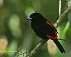 Passerini's Tanager
