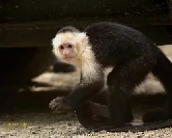 White-faced Capuchin Monkey
