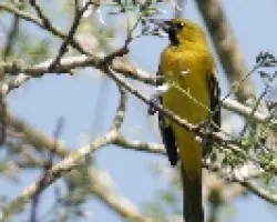 Orchard Oriole - Macho Juvenil