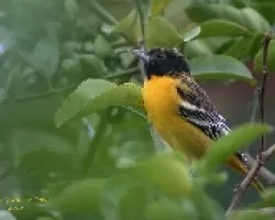 Baltimore Oriole - Hembra