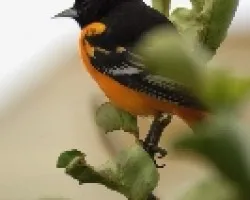 Baltimore Oriole - Macho