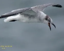 Laughing Gull