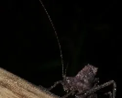 Insecto extrano