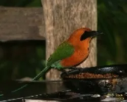 Rufous motmot