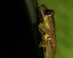 Para los amantes de las ranas