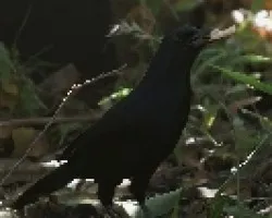 Melodious Blackbird