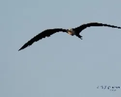 Fregata magnificens