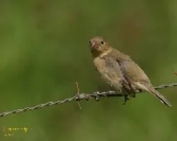 Passerina cyanea