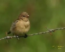 Passerina cyanea