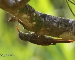 Streak-headed Woodcreeper