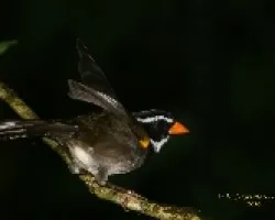Orange-billed Sparrow